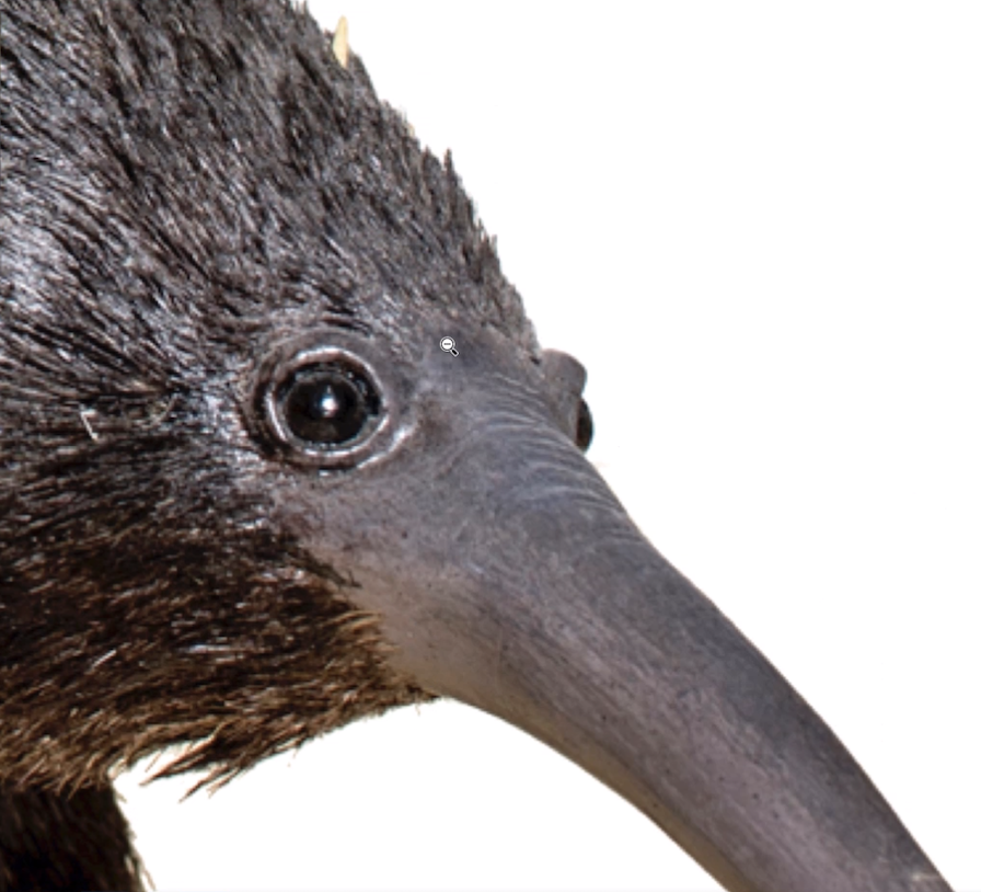 This is Migerus favourite animal